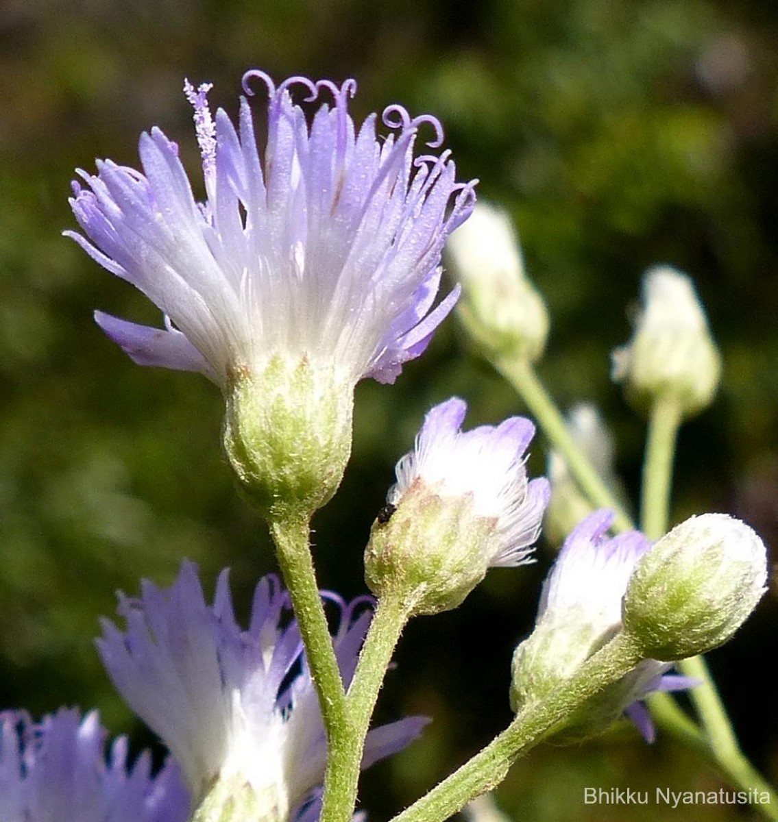 Cyanthillium hookerianum (Arn.) H.Rob.